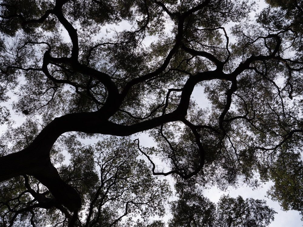 Descansco Gardens 19